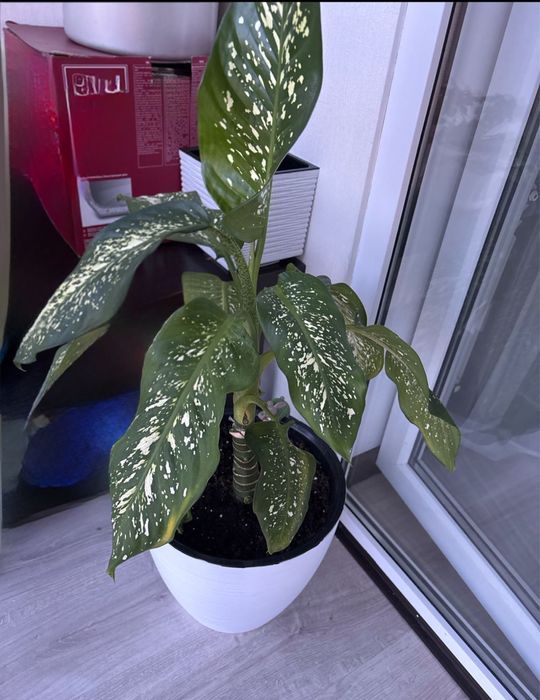 Комнатное растение Диффенбахия
