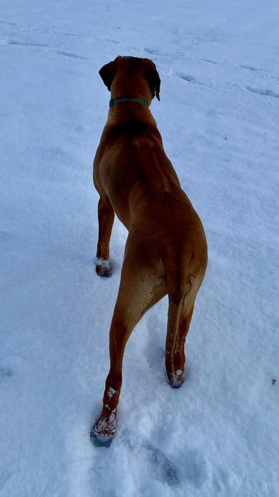 Femela Rhodesian ridgeback