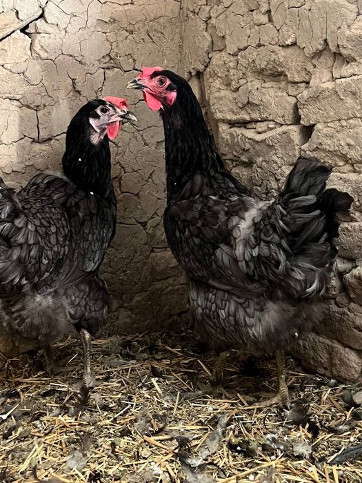 Jersi seriy rangdagi tovula