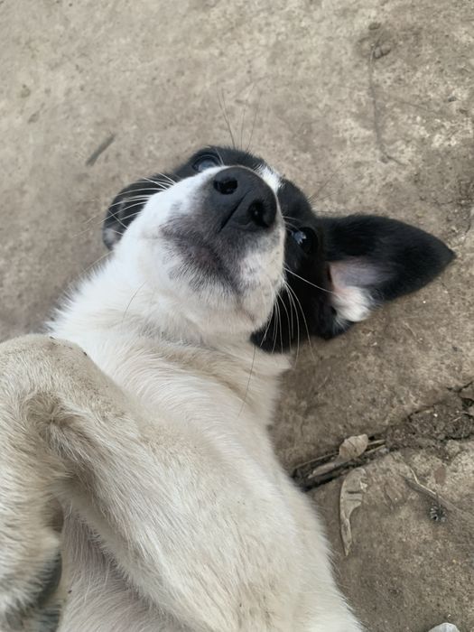 щенок РОС девочка