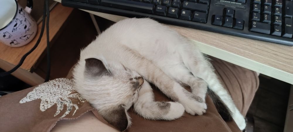 Маленькое чудо - котенок-мальчик