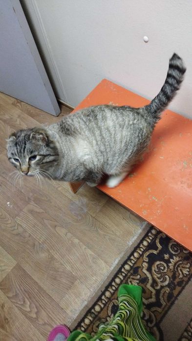 Отдам котика в добрые руки