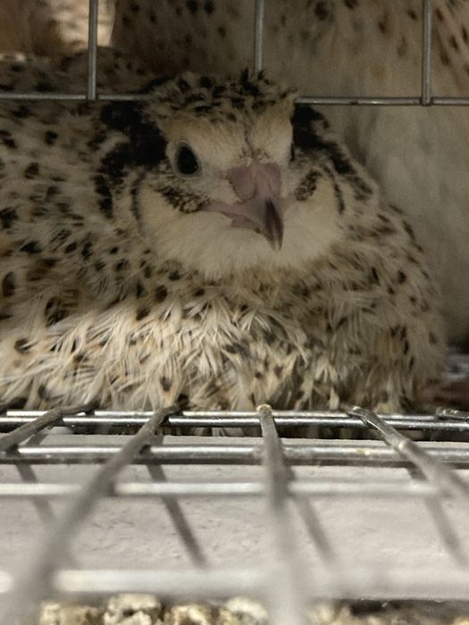 Инкубационое яйцо перепела