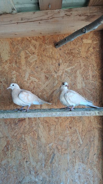 Porumbei voiajori  / Cucuruzi