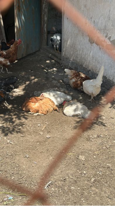 Продам курей и петухов!