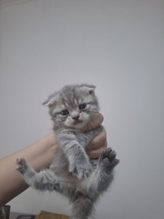 Мушукчалар сотилади охиридаги расм ота онасиники онаси фолд