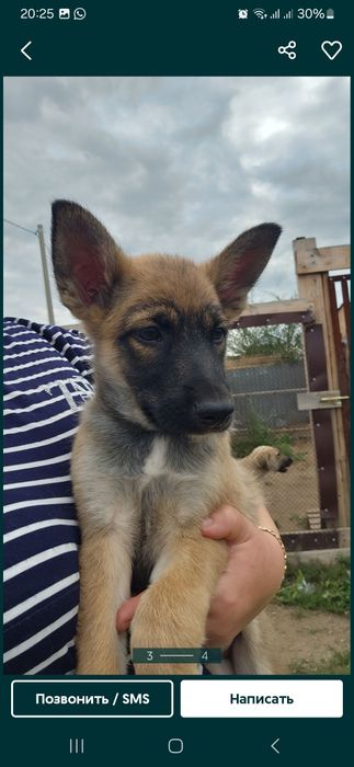 Отдам щенят в хорошие руки