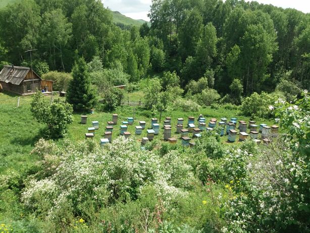 Участок восточный. Пасека в Казахстане. Верх-Уба. Домики Уба. Киреевка пасека ВКО.