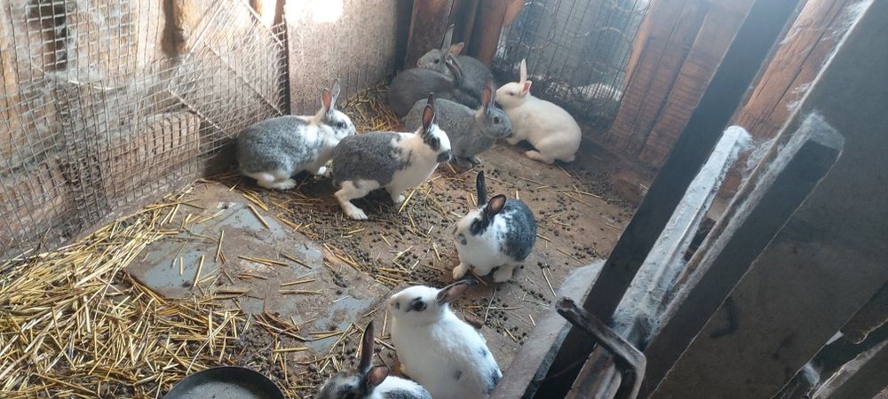 Продам кроликов.
