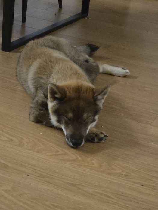 Шикоку ину Shikoku inu