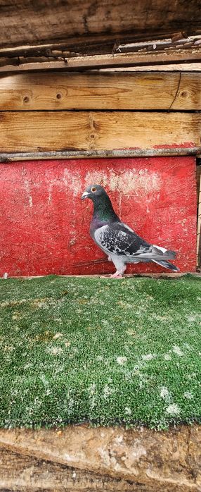 Porumbei voiajori lot 20 buc