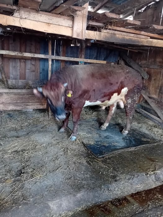 Disponibil taur  foarte mare