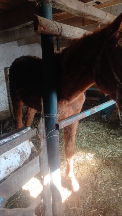 ұрғашы байтал сатылады еті бар