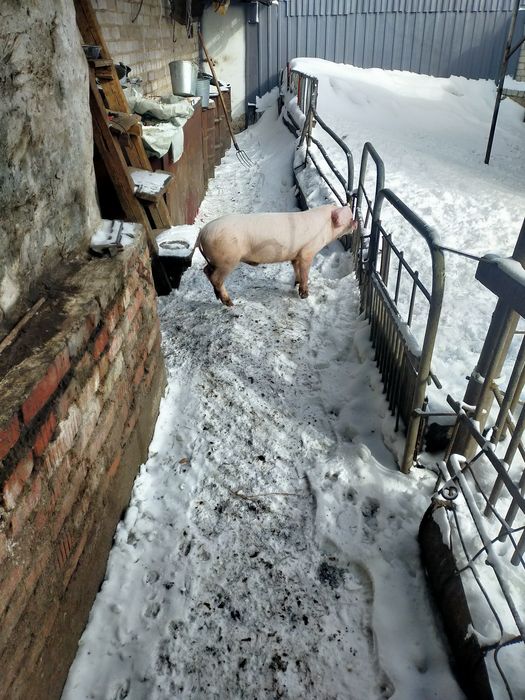 Продам поросят 3мес