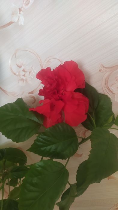 Продам китайскую  розу