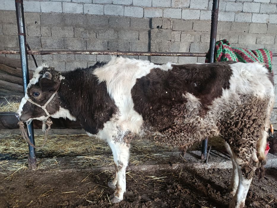 Буқа сатылады аа