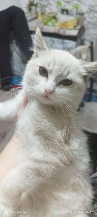 Отдам кошку и кота