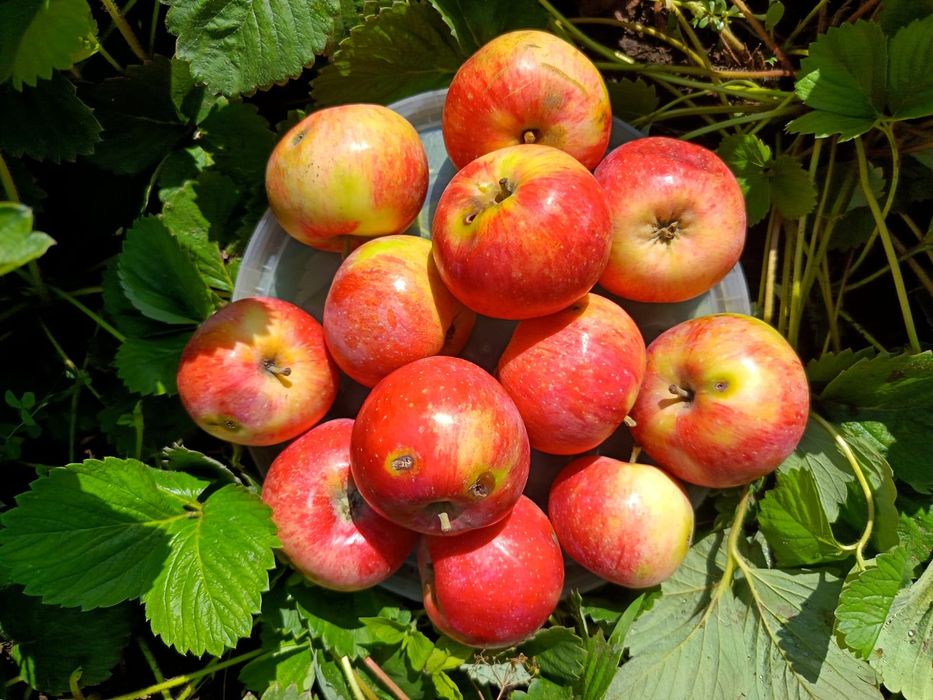 Продам дачные яблоки, вкусные.