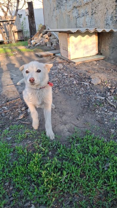 Отдам в добрые руки девочки