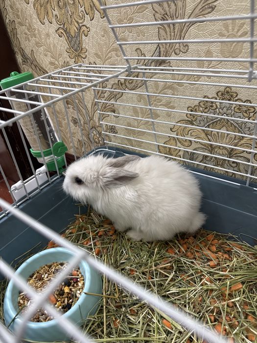 Продаются декоративные кролики