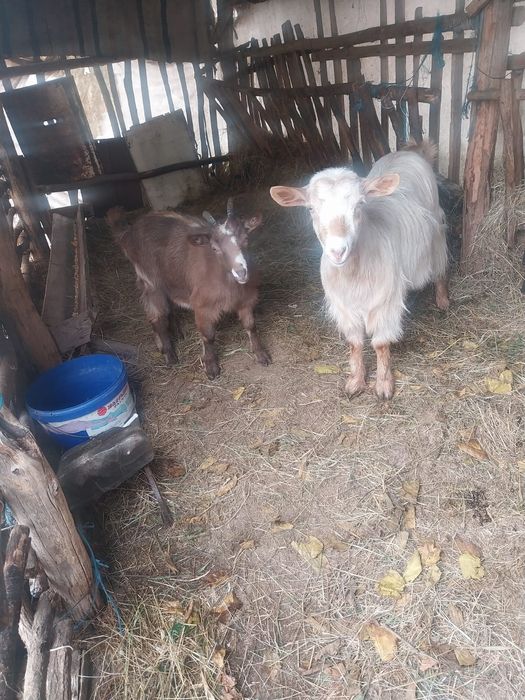Vând 2 capre  de detalii în privat