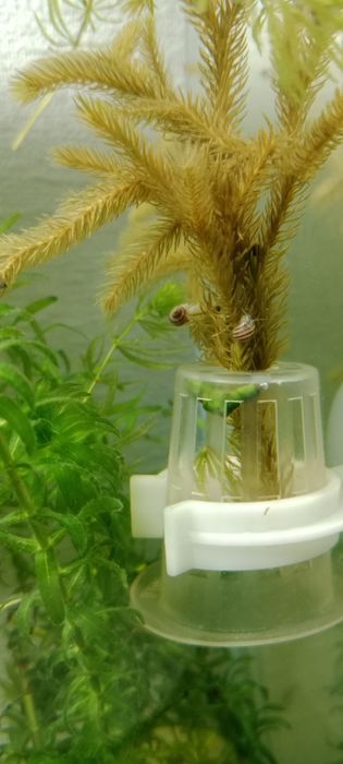 Улитки Эльф Спикси (малыши)