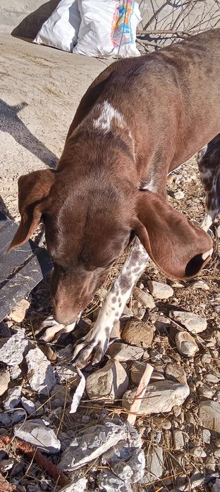 Продам сабака Алабай