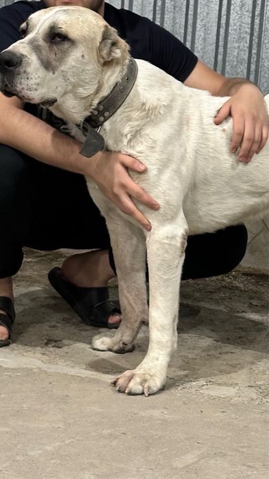 Alabay erkak sotiladi 1.5yoshda odamga teymidigan yuvosh