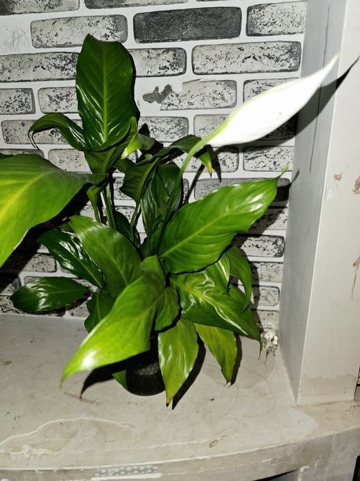 Женское счастье цветы комнатные