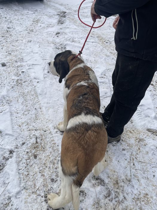 Femela Saint Bernard cu pedigree - par scurt
