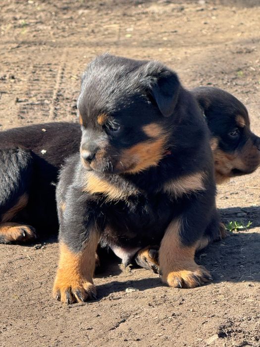 Pui Rottweiler talie mare
