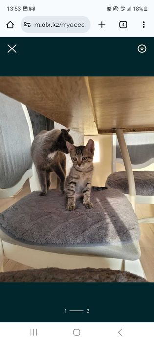 Котята 2,5 месяца