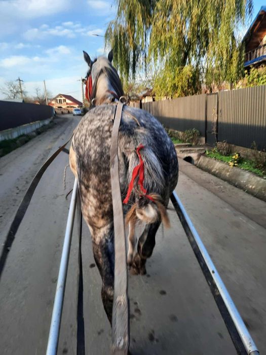 Vând armăsar 6 ani