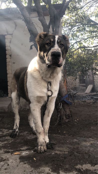 Тобет Алабай кушик