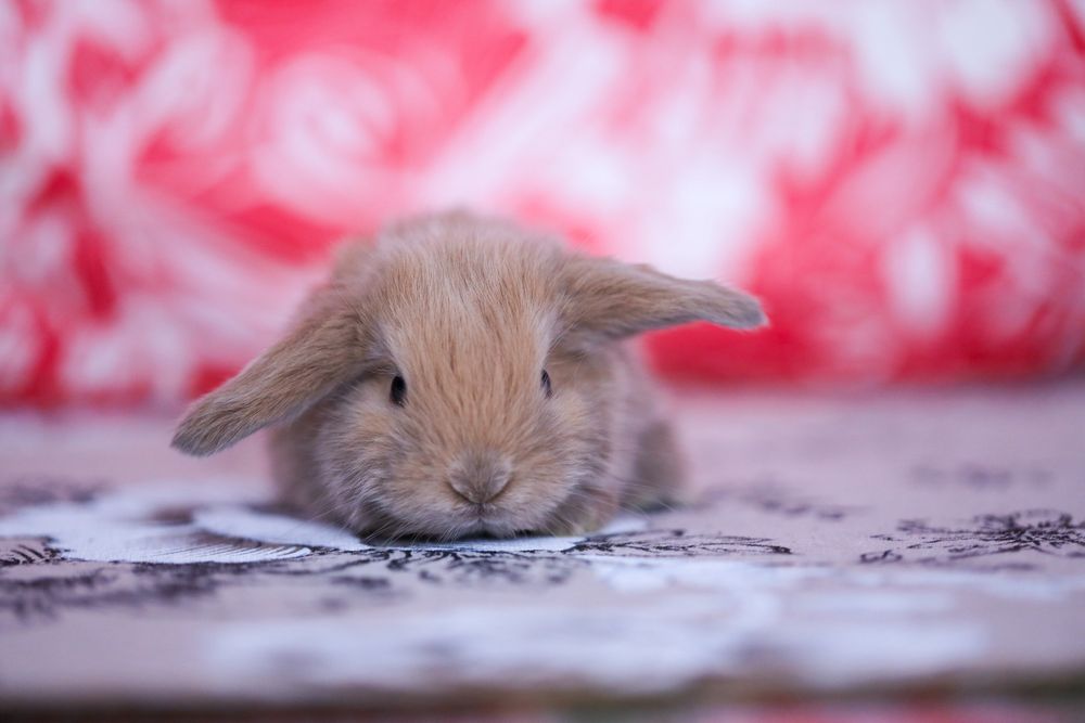 Белые кролики из питомника