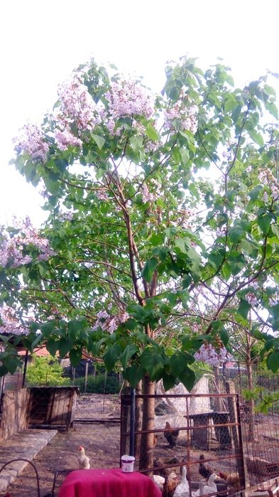 Paulownia Tomentosa
