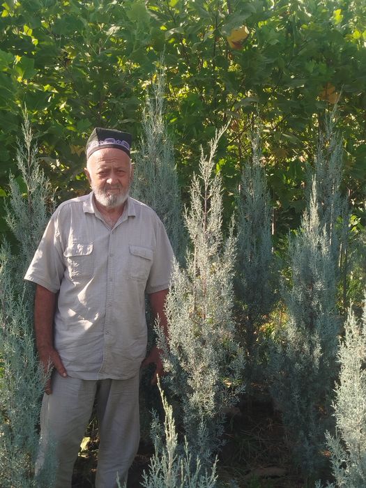 Archa va lola kochatlari sotiladi