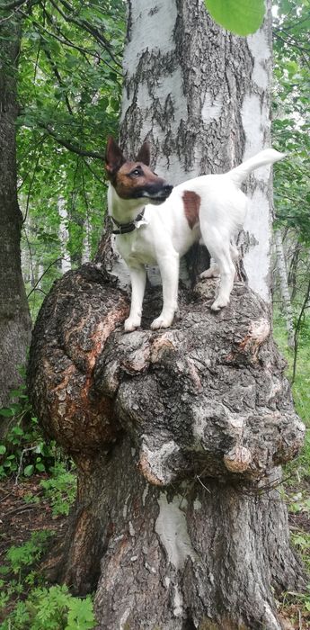 Гладкошёрстный фокстерьер. Вязка!