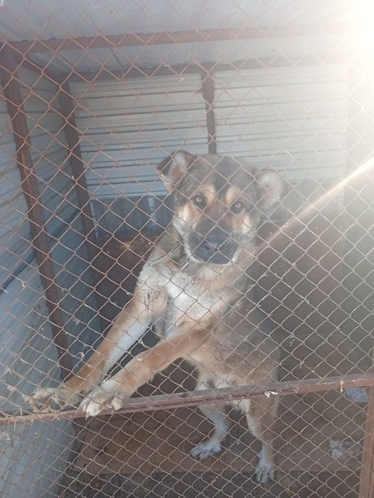 Щенки на охрану!