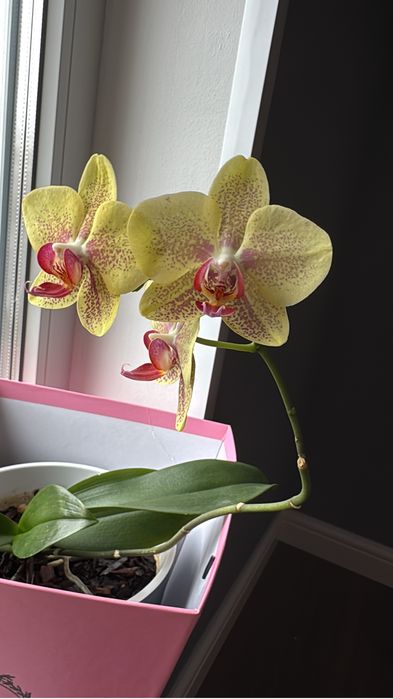 Продам Орхидеи комнатные цветы