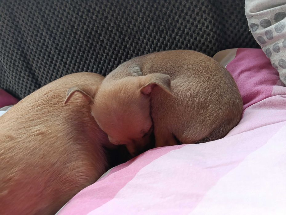 Чихупинчерче момиче