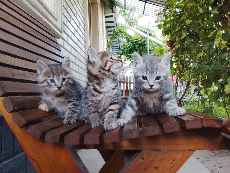 Отдам котят в добрые руки