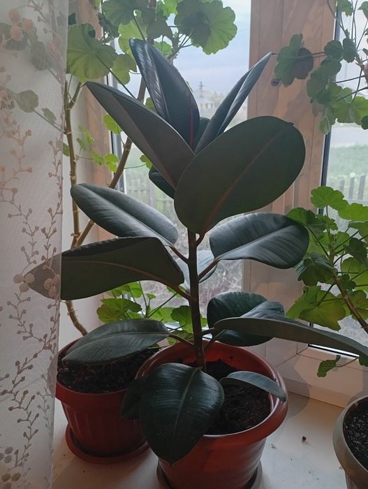 Продам фикус,красивый