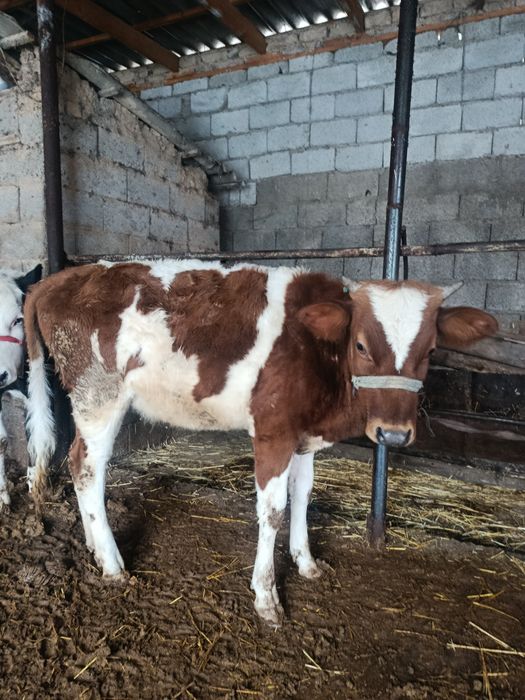 Ургашы ғунажин  сатылады