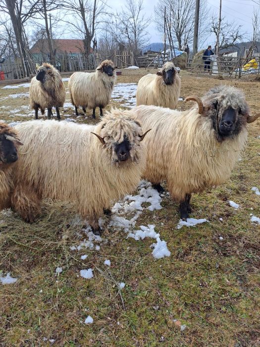 Berbec si noatim disponibil