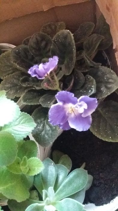 Продам комнатные и садовые цветы