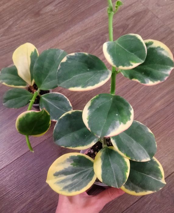 Хойя nabawanensis, Пахиклада альба, Лиза и др