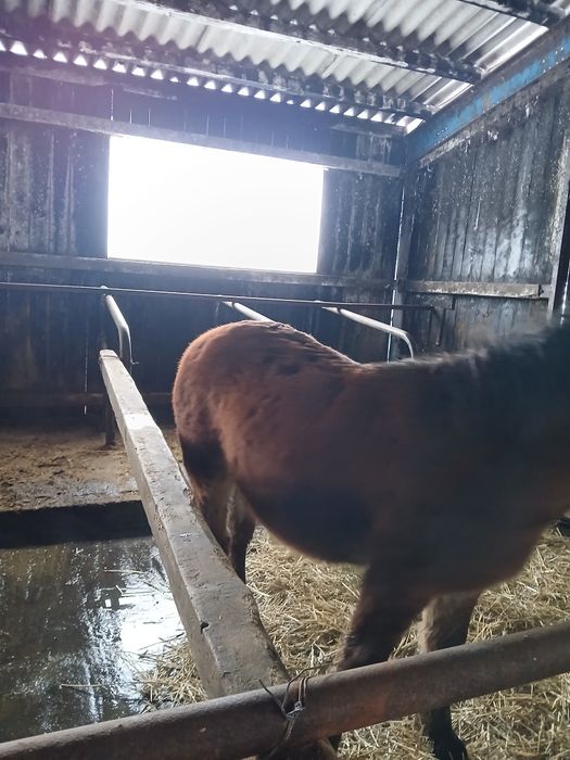 Se vinde mănz de 7 luni