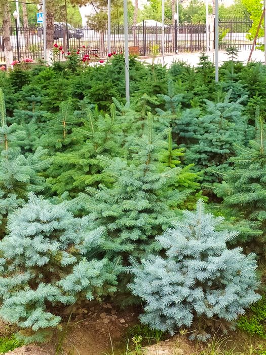 Самое время сажать серебристо голубые ели от