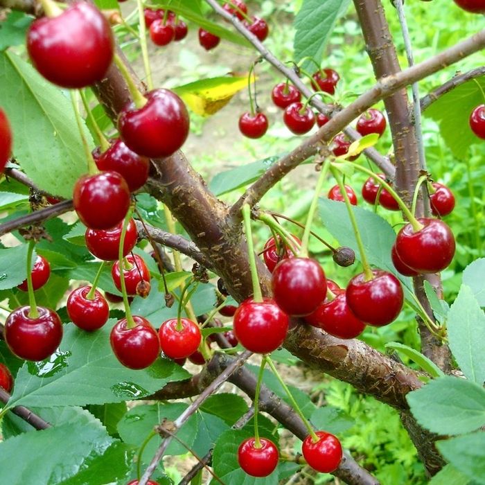 Pomi Fructiferi Străvechi Glia Strămoșească (Soiuri De Visin )